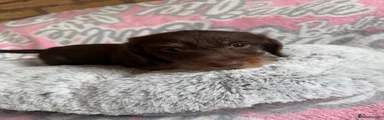 Dachshund Puppy 1
