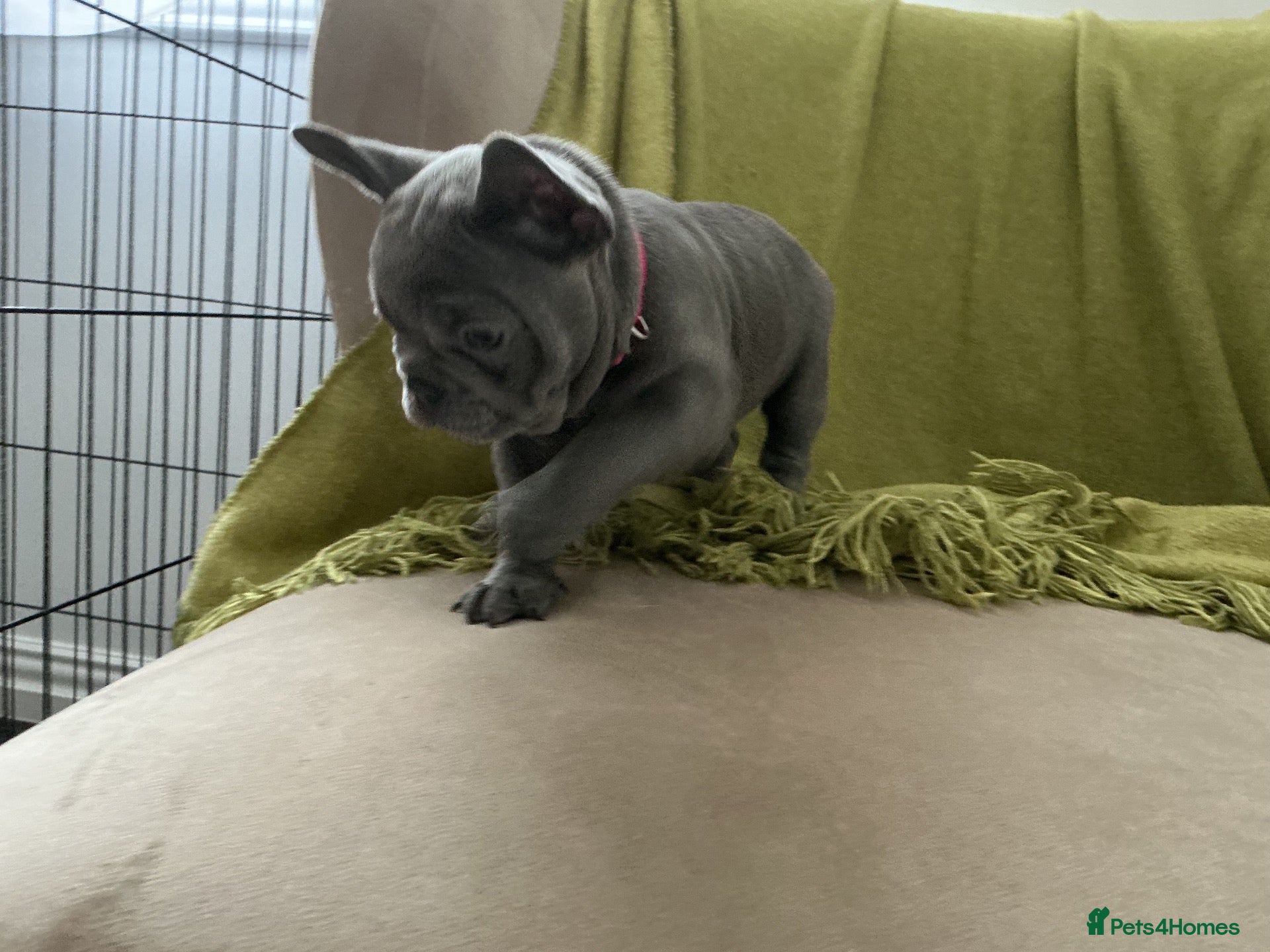 French Bulldog dogs French bulldog  - Advert 2