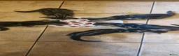 Bengal cats for sale: Bengal mix kittens for sale - Advert 19