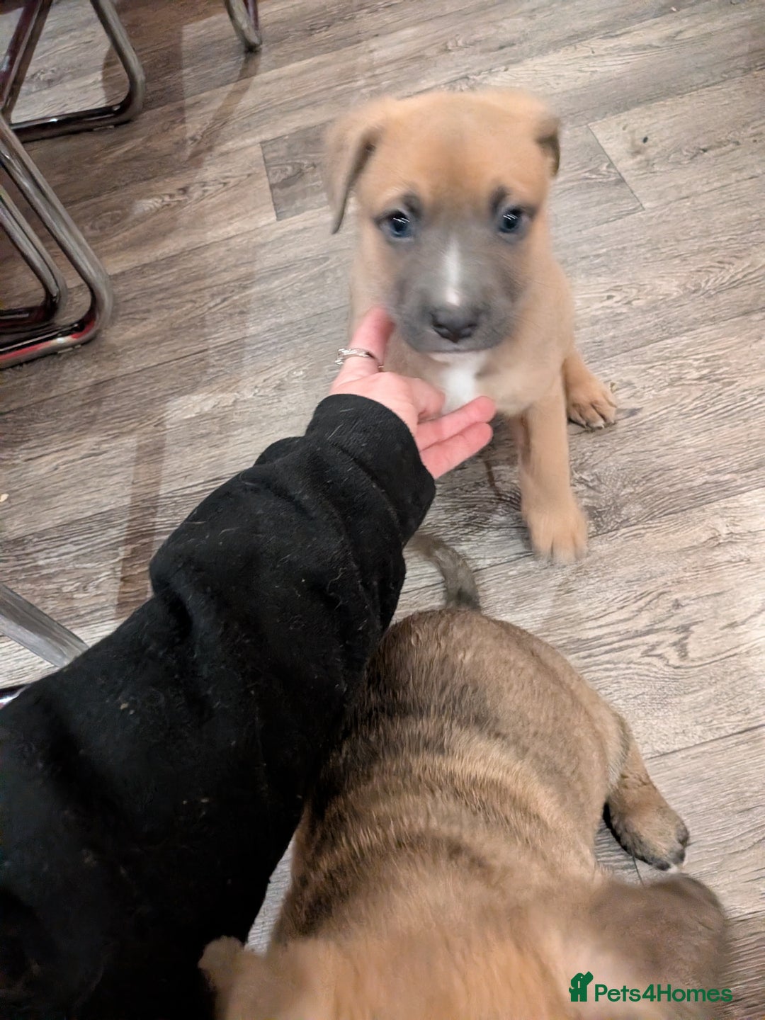 Mixed Breed dogs for sale: MixedBreed Mum Bullboxer Dad-King German Shepherd  - Advert 14