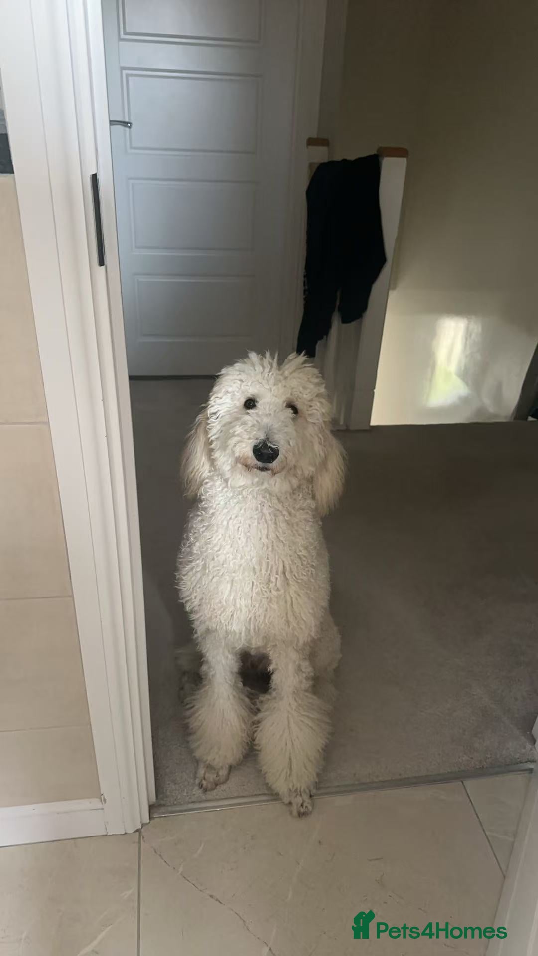 Standard Poodle dogs for sale: 9-month cream standard poodle for sale - Image 7