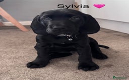 Mixed Breed dogs for sale: Cane corso x cocker spaniel puppies - Image 4