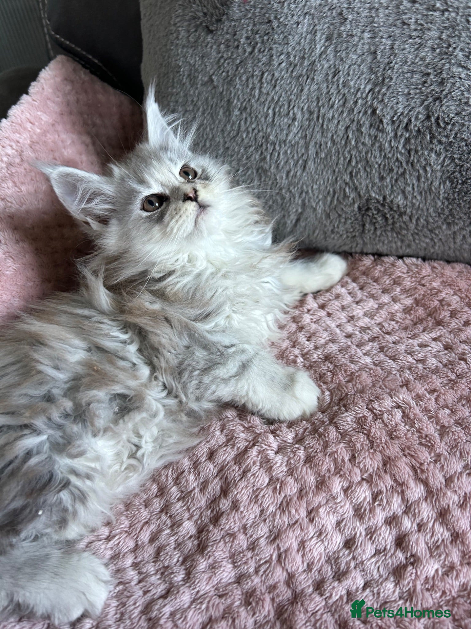 Maine Coon cats Stunning Maine Coon babies - Advert 1