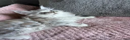 Maine Coon cats for sale: Stunning Maine Coon babies - Advert 6