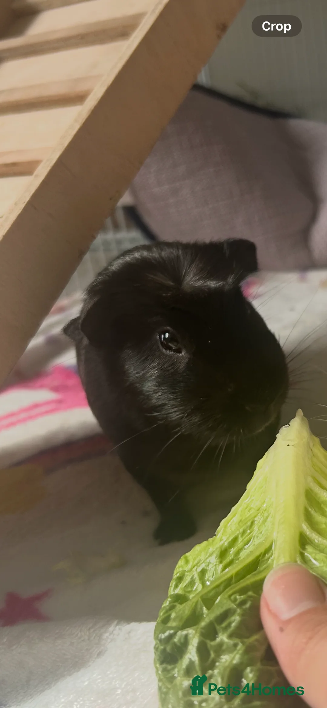 Guinea Pig rodents for sale: Bonded pair of male guinea pigs  - Advert 3