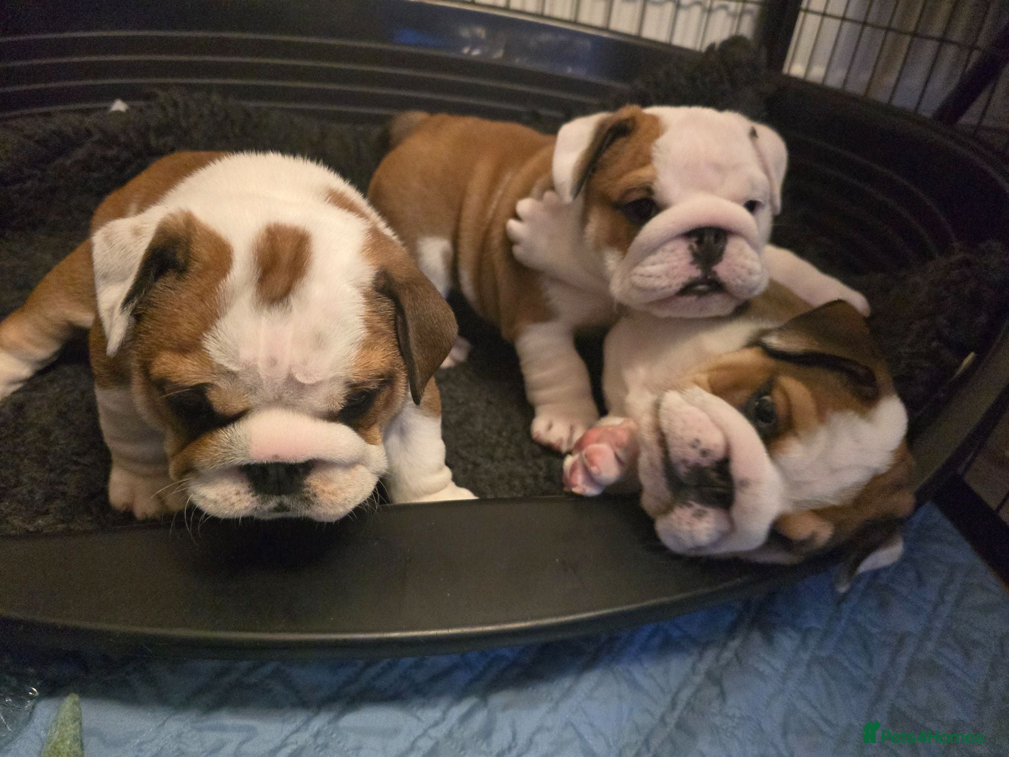 English Bulldog dogs 🐾 Beautiful KC Reg English Bulldog Puppies 🐶 - Advert 2