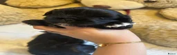 Shih Tzu dogs for sale: Pedigree Shih Tzu puppies - Advert 4