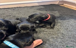 Mixed Breed dogs for sale: Black Lab x GSP puppies for sale - Image 5