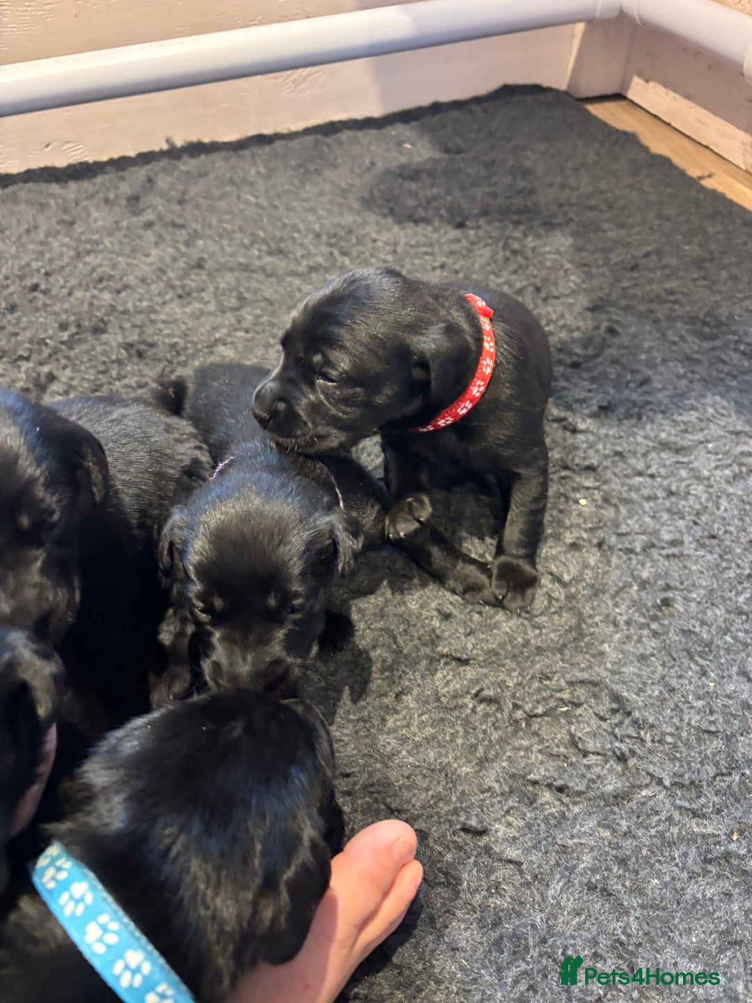 Mixed Breed dogs for sale: Black Lab x GSP puppies for sale - Image 5