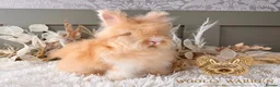 Angora rabbits for sale: 3 BEAUTIFUL VACCINATED ANGORAS READY NOW - Advert 15