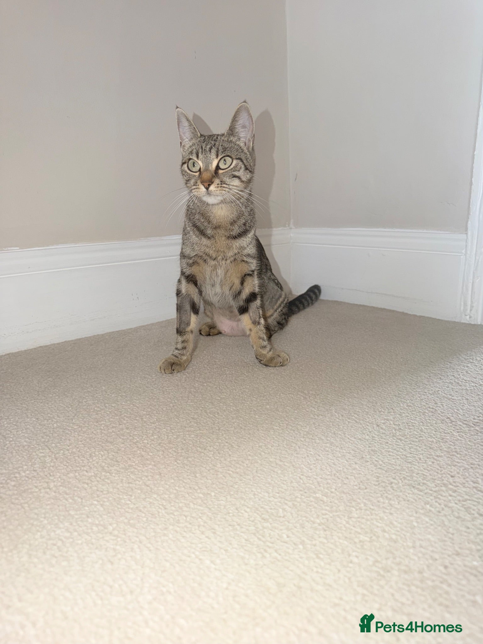Mixed Breed cats 2 beautiful male kittens  - Advert 3