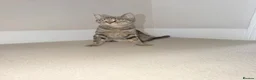 Mixed Breed cats for sale: 2 beautiful male kittens  in Plymouth - Advert 1