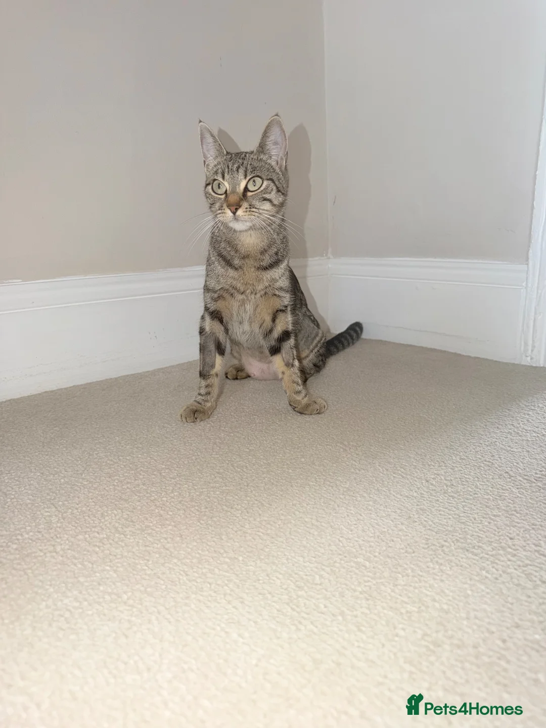 Mixed Breed cats for sale: 2 beautiful male kittens  in Plymouth - Advert 1