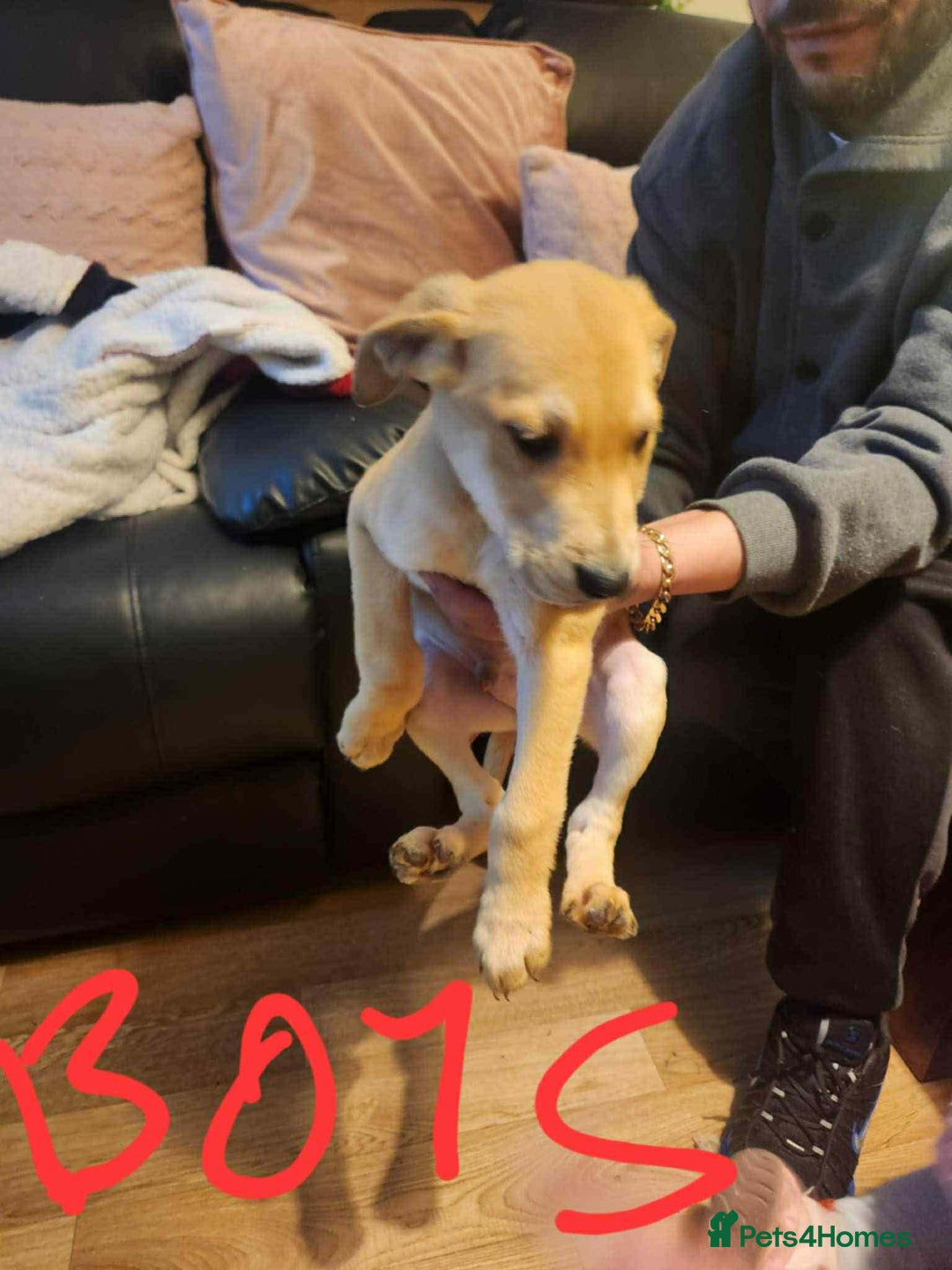 Mixed Breed dogs for sale: Staffy x German shepherd  - Advert 1