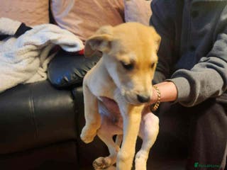 Mixed Breed dogs Staffy x German shepherd - Advert 2