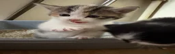 Domestic Shorthair cats for sale: Kittens.  in Bath - Advert 4