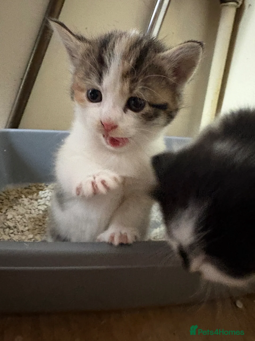 Domestic Shorthair cats for sale: Kittens.  in Bath - Advert 4