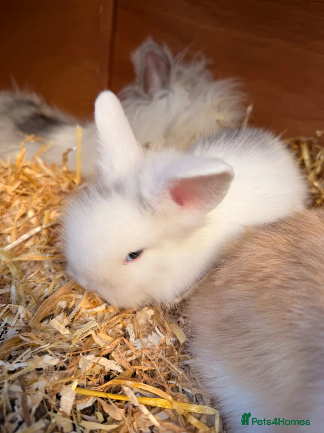 Lionhead rabbits for sale: 4 Gorgeous Lionhead Baby Bunnies in King's Lynn - Advert 6