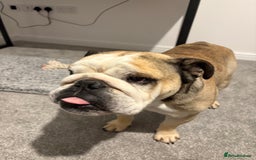 English Bulldog dogs for stud: Proven KC reg English Bulldog for Stud - Image 7