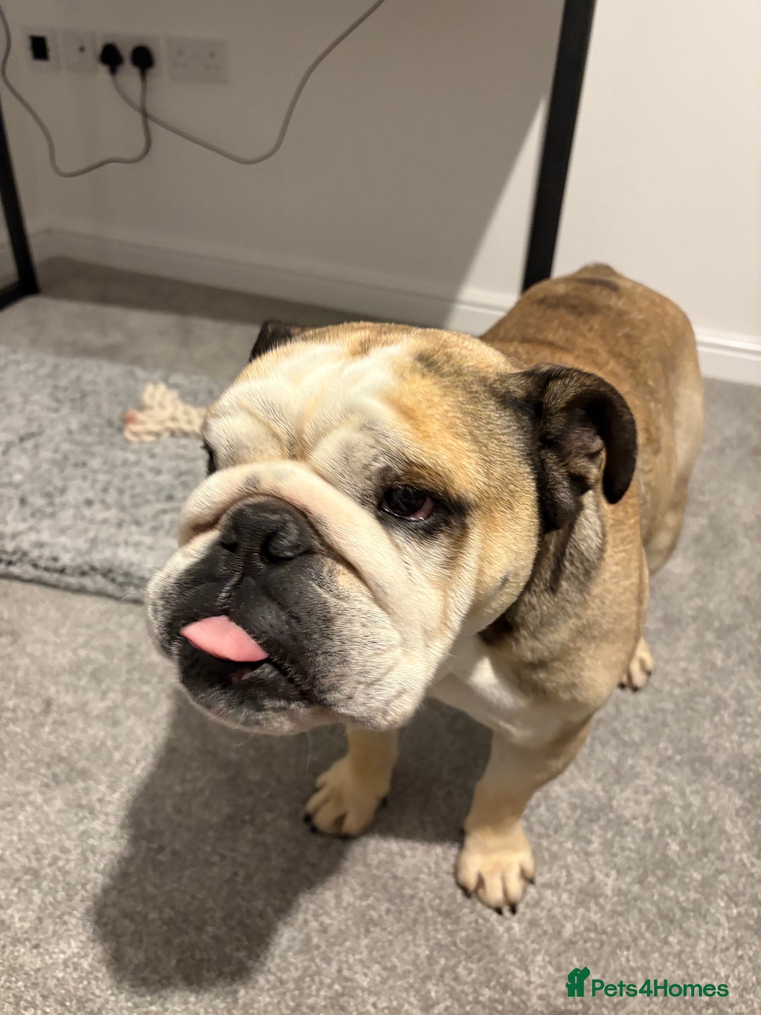 English Bulldog dogs for stud: Proven KC reg English Bulldog for Stud - Image 7