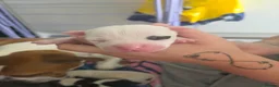 Mixed Breed dogs for sale: American bulldog x staffy  - Advert 7