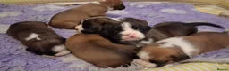 Boxer dogs for sale: PEDIGREE BOXER PUPPIES - Advert 8