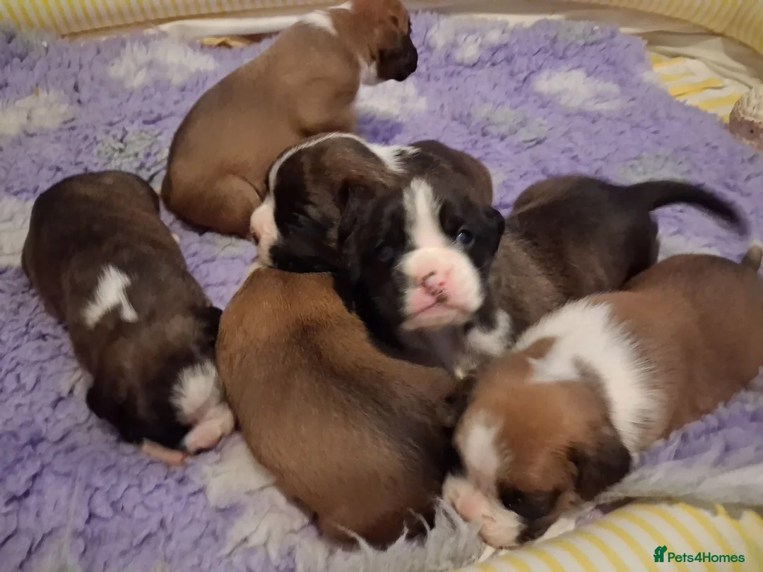 Boxer dogs for sale: PEDIGREE BOXER PUPPIES - Advert 8