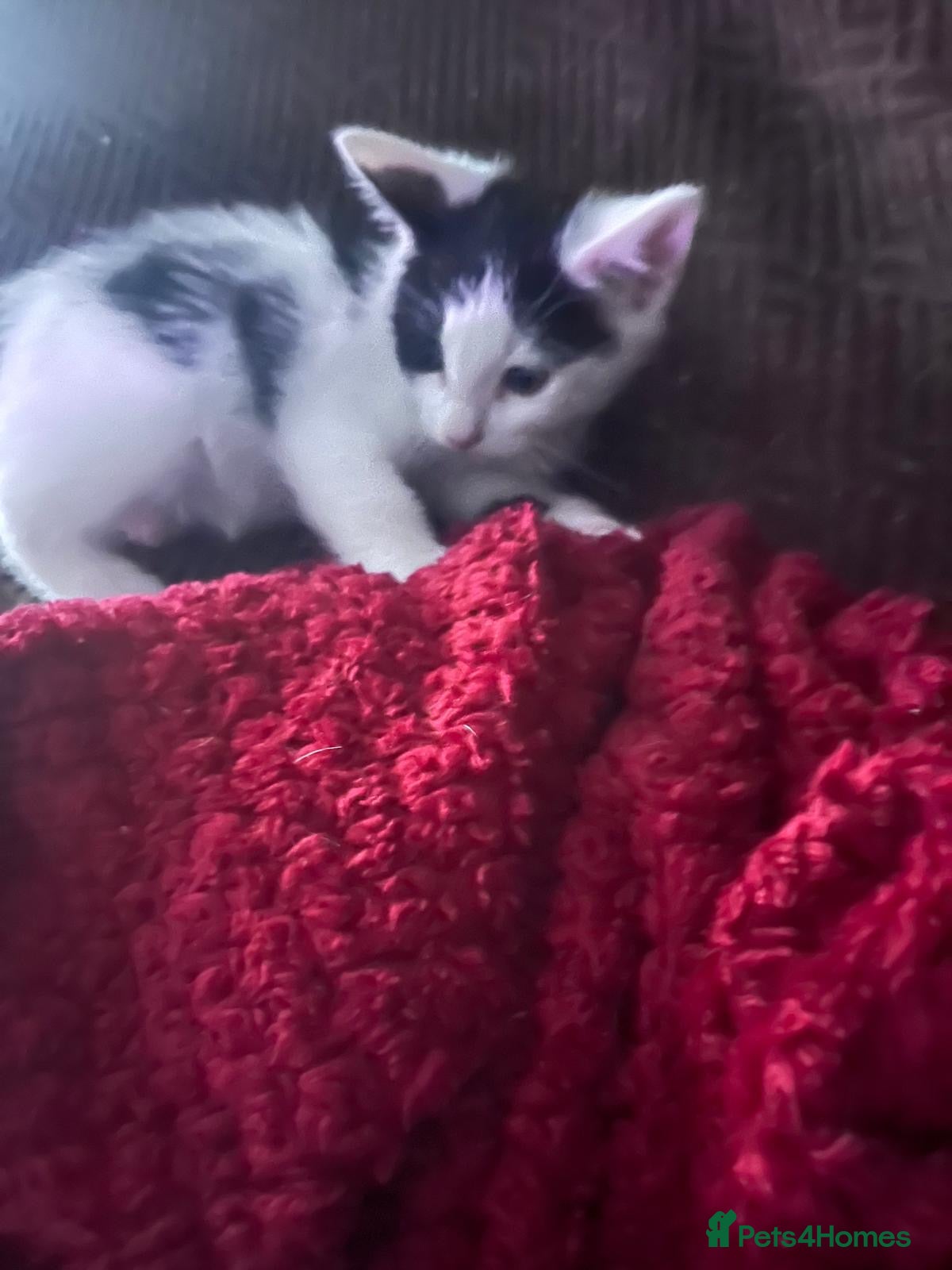 Mixed Breed cats Gorgeous Kittens for sale  - Advert 2