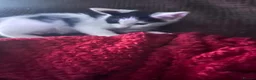 Mixed Breed cats for sale: Gorgeous Kittens for sale  - Advert 2