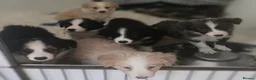 Border Collie dogs for sale: STUNNING HEALTH TESTED BORDER COLLIES in Huddersfield - Advert 6