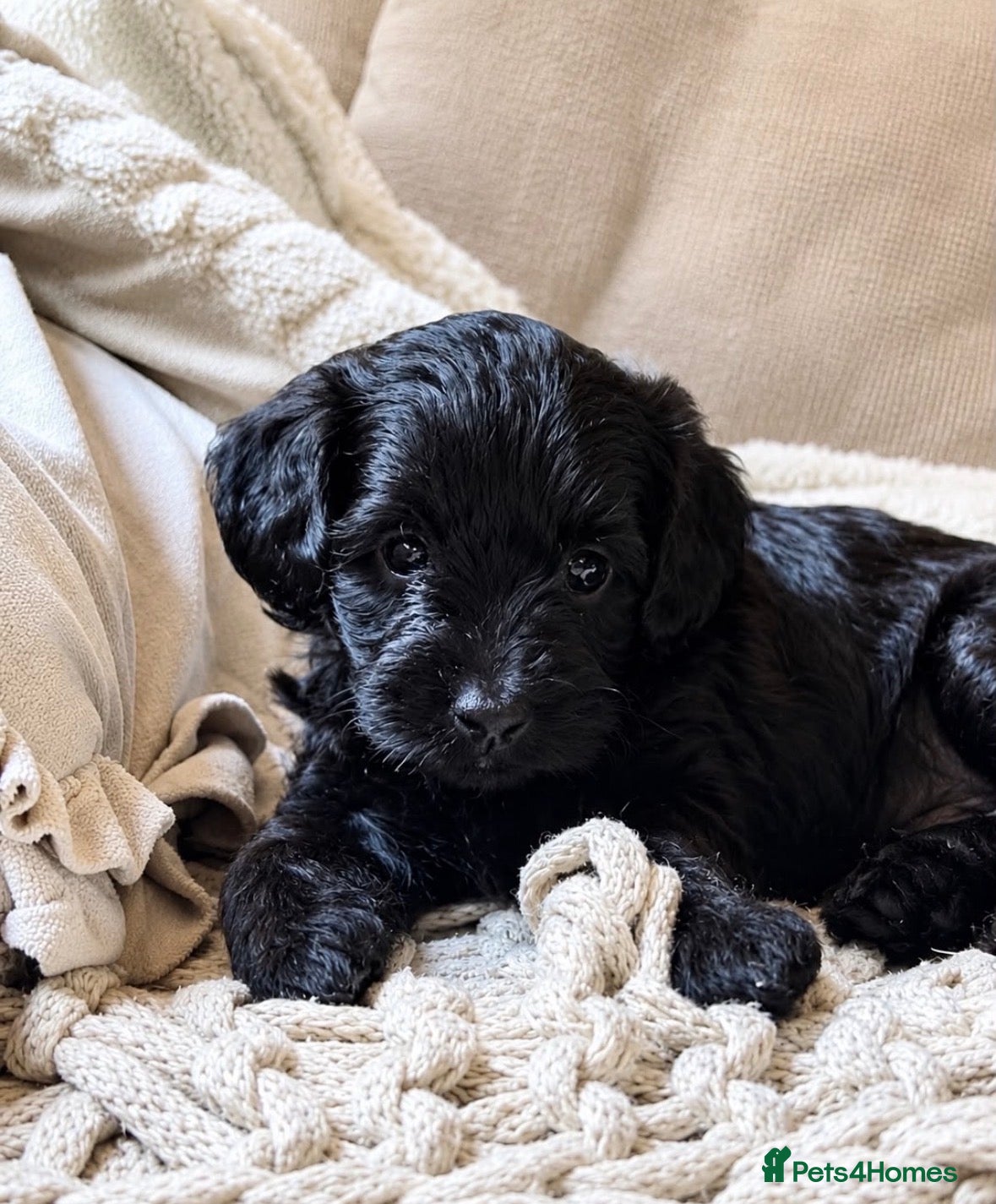 Mixed Breed dogs Miniature Poodle Cross Puppies – Family Raised - Advert 2