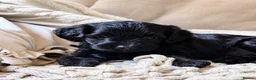 Mixed Breed dogs for sale: Miniature Poodle X French Bulldog Puppies - Advert 25