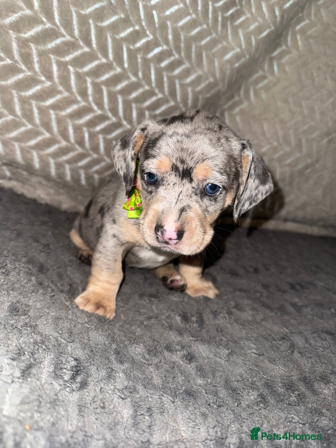 Mixed Breed dogs for sale: 🐾 Beautiful French Bull Weiners 🐾  - Advert 41