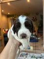 English Springer Spaniel 2