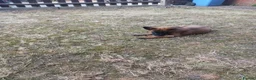 Mixed Breed dogs for sale: Puppy shepherd  in Hull - Advert 3