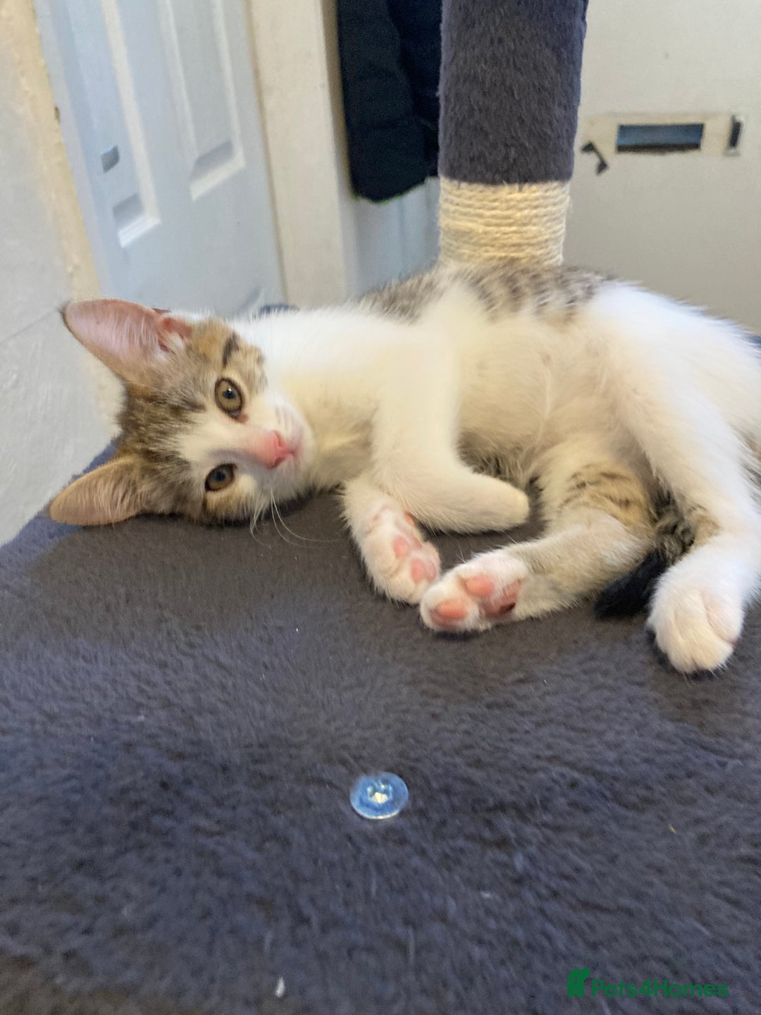 European cats for sale: 4 Cute & Cuddly Kittens Ready For Forever Home - Image 34