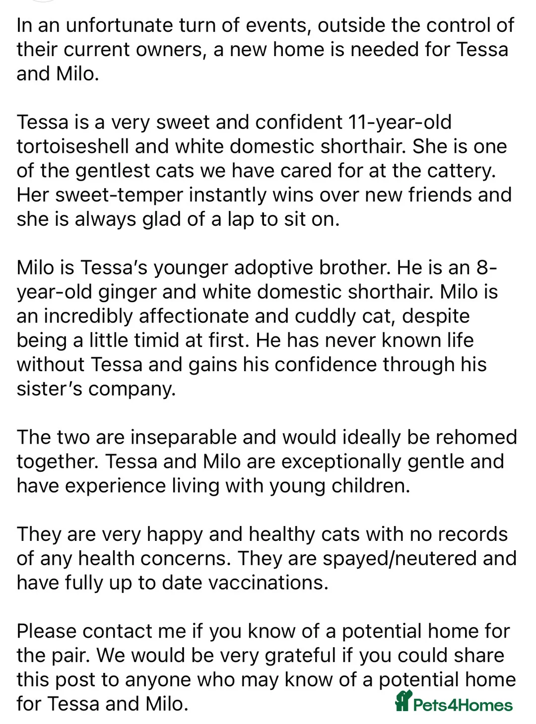 British Shorthair cats for sale: New loving home needed  - Advert 4