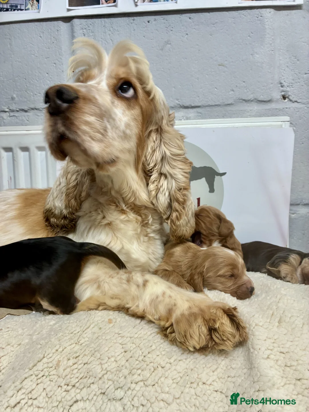 Cockapoo dogs for sale: 🌟 Stunning F1 Cockapoo puppies🌟 - Advert 7