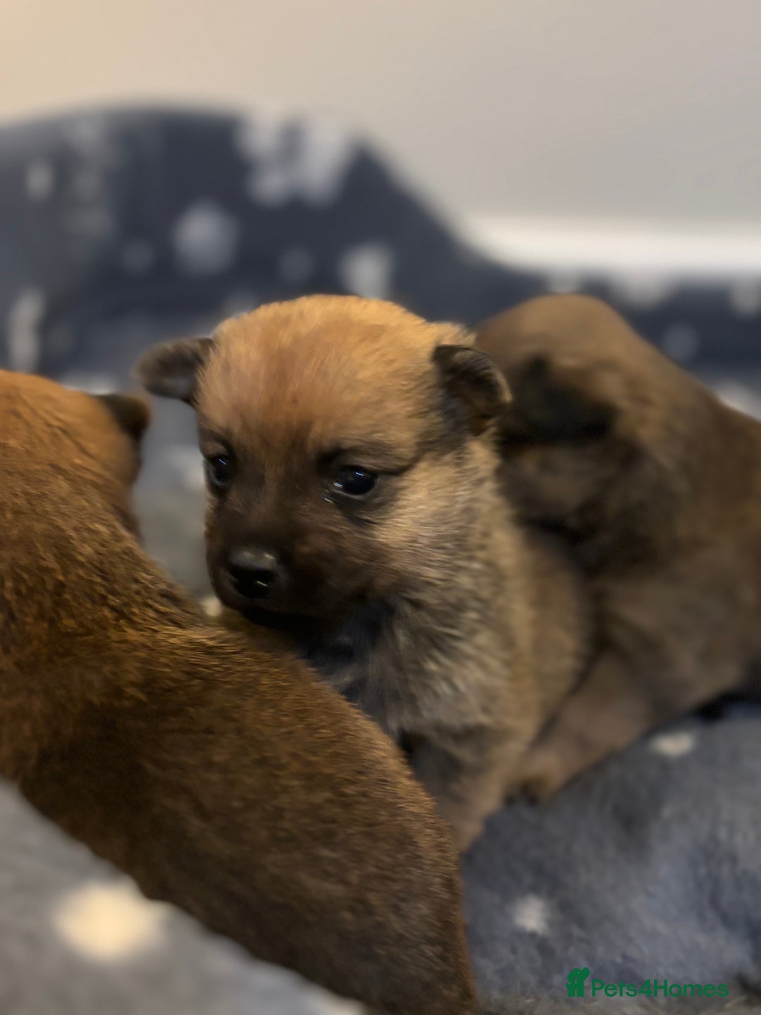 Mixed Breed dogs for sale: Jackaranian puppies - Advert 12