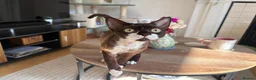 Devon Rex cats for stud: Chocolate Stud boy - Advert 1