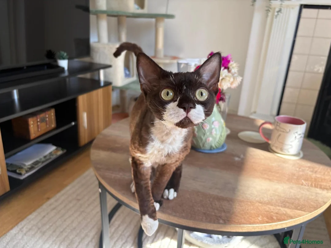 Devon Rex cats for stud: Chocolate Stud boy - Advert 1