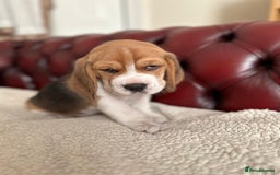 Beagle dogs for sale: Beagle Puppies - Image 27