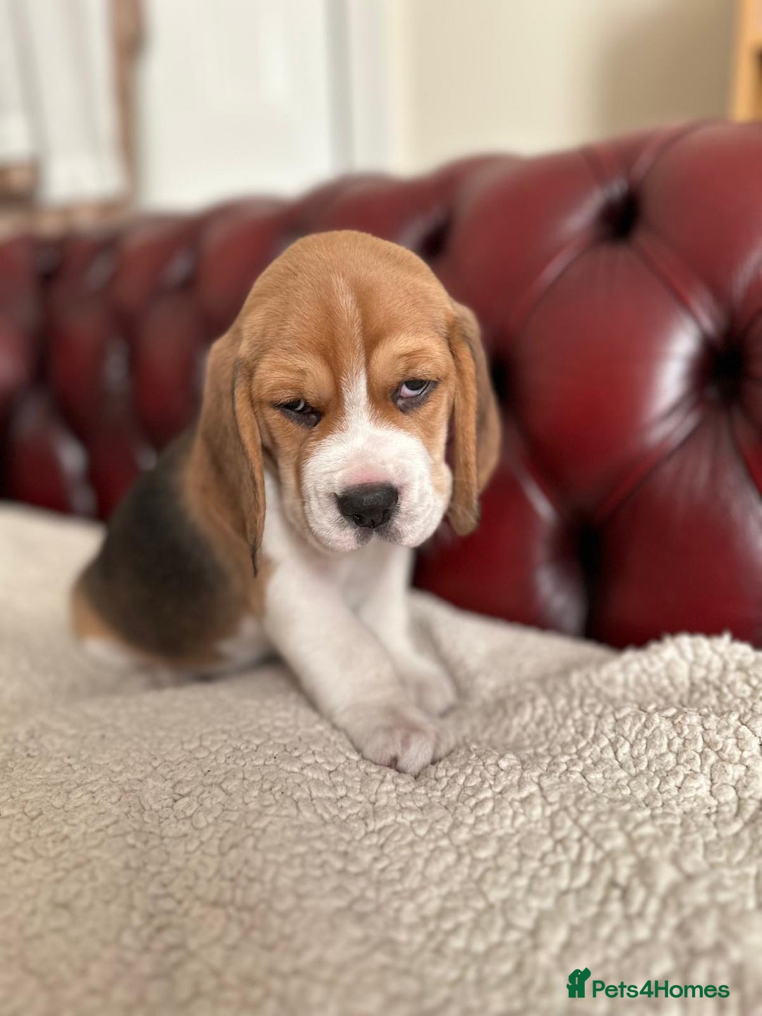 Beagle dogs for sale: Beagle Puppies - Image 27