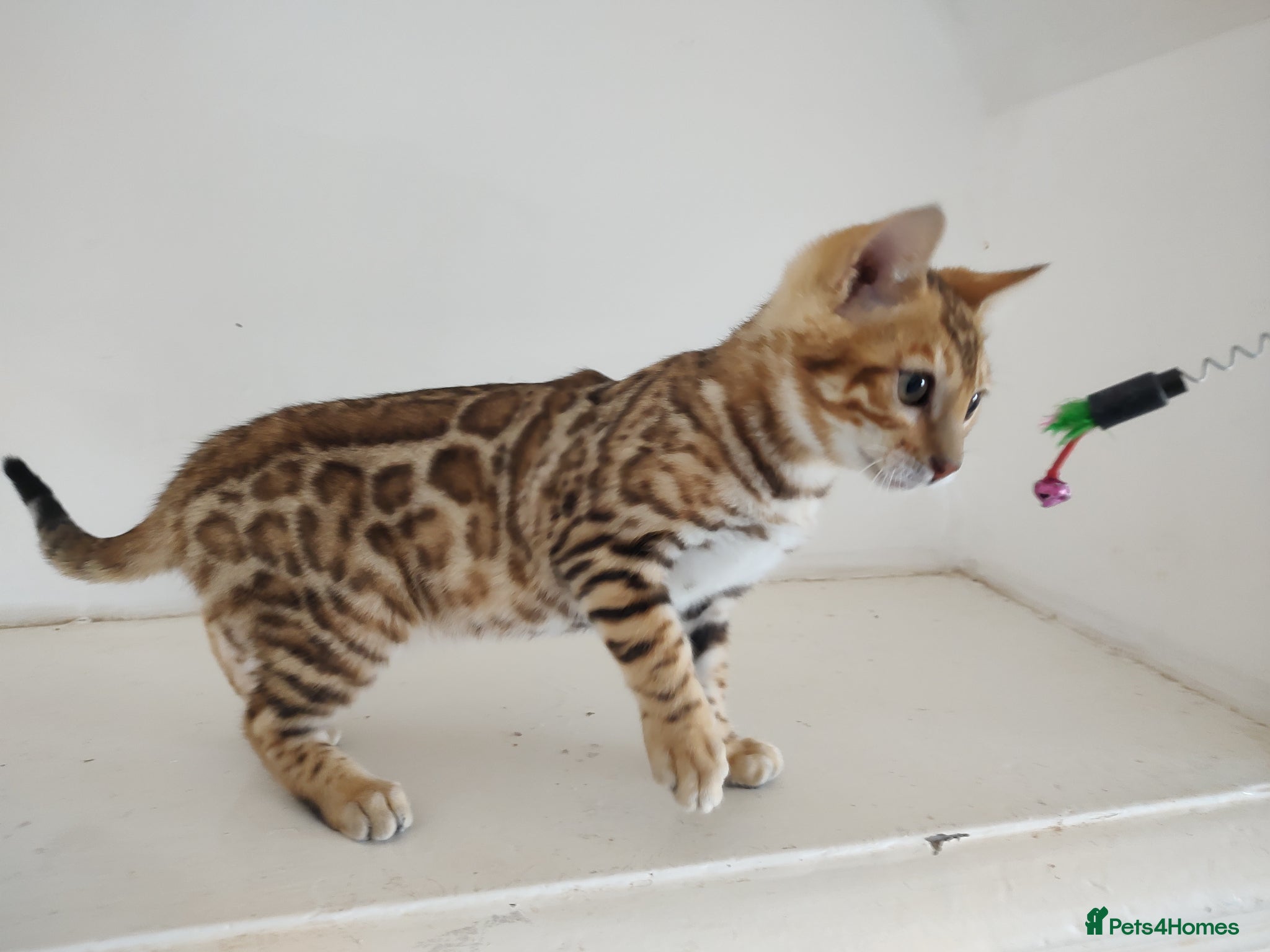 Bengal cats Bengal boy kitten - Advert 18
