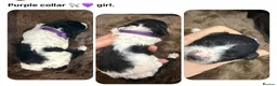 Miniature Poodle dogs for sale: KC parti colour miniature poodle puppies - Advert 5