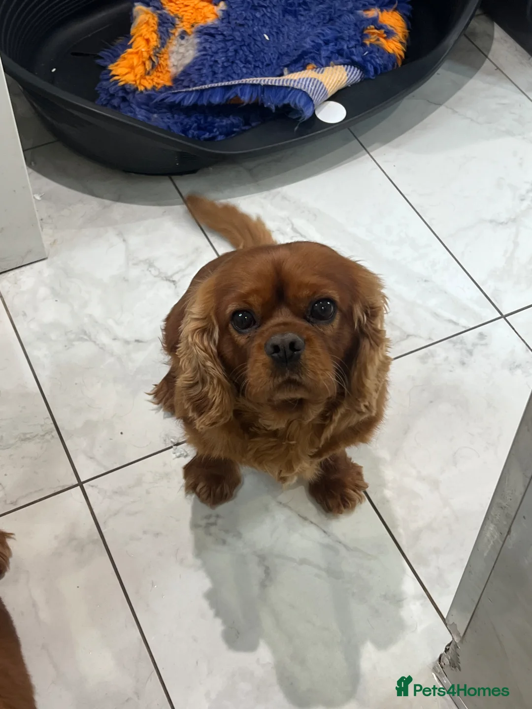Cavalier King Charles Spaniel dogs for stud: KC REG HEALTH TESTED DARKRUBY CAVALIER PROVEN STUD - Advert 2