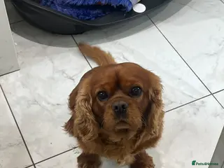 Cavalier King Charles Spaniel dogs KC REG HEALTH TESTED DARKRUBY CAVALIER PROVEN STUD - Advert 20