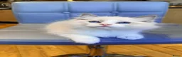 Ragdoll cats for sale: Pure Ragdoll kittens Registered and DNA tested  - Advert 22