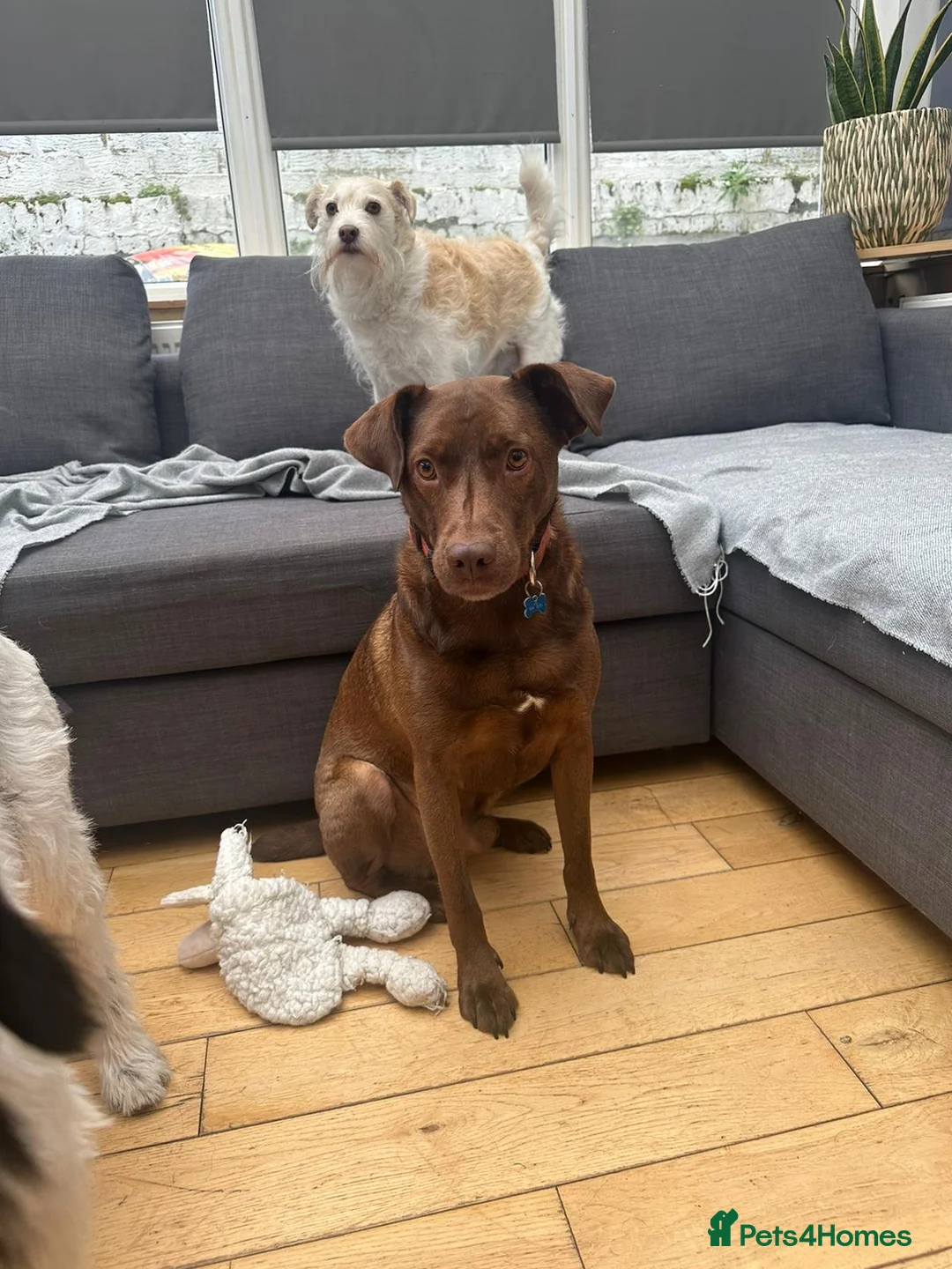 Mixed Breed dogs for adoption: Coko Looking For His Forever Home  - Advert 3