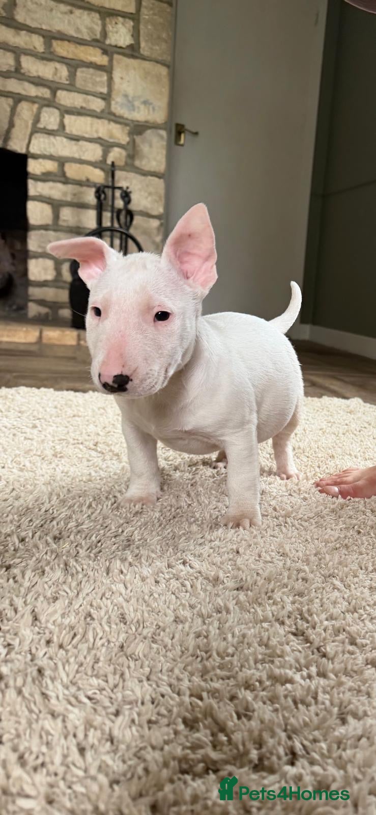 English Bull Terrier dogs English Bull Terrier Puppies - Advert 7